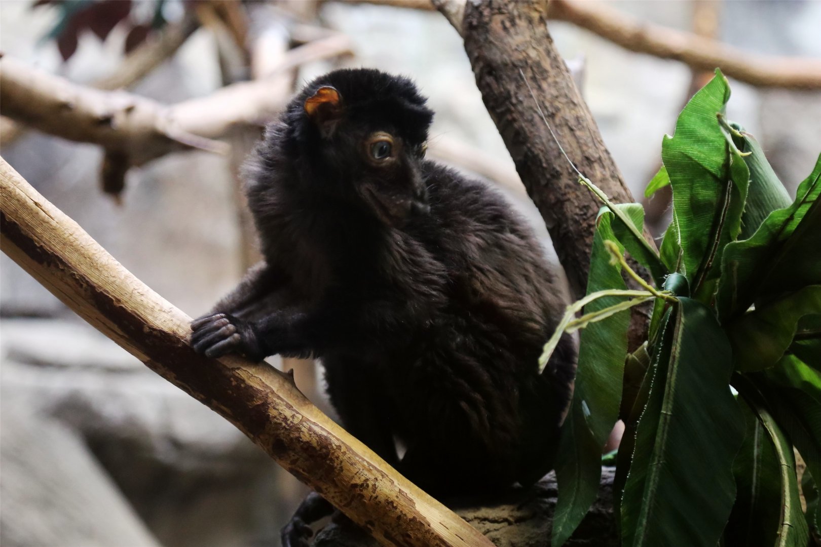 Blue-eyed Black Lemur