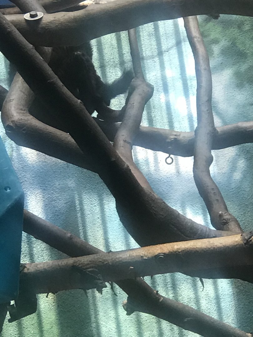 Blue-eyed black lemur