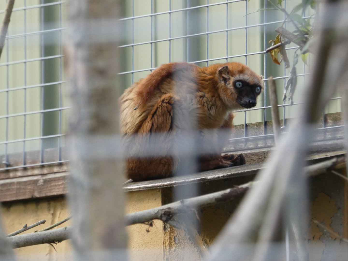 Blue-eyed black lemur