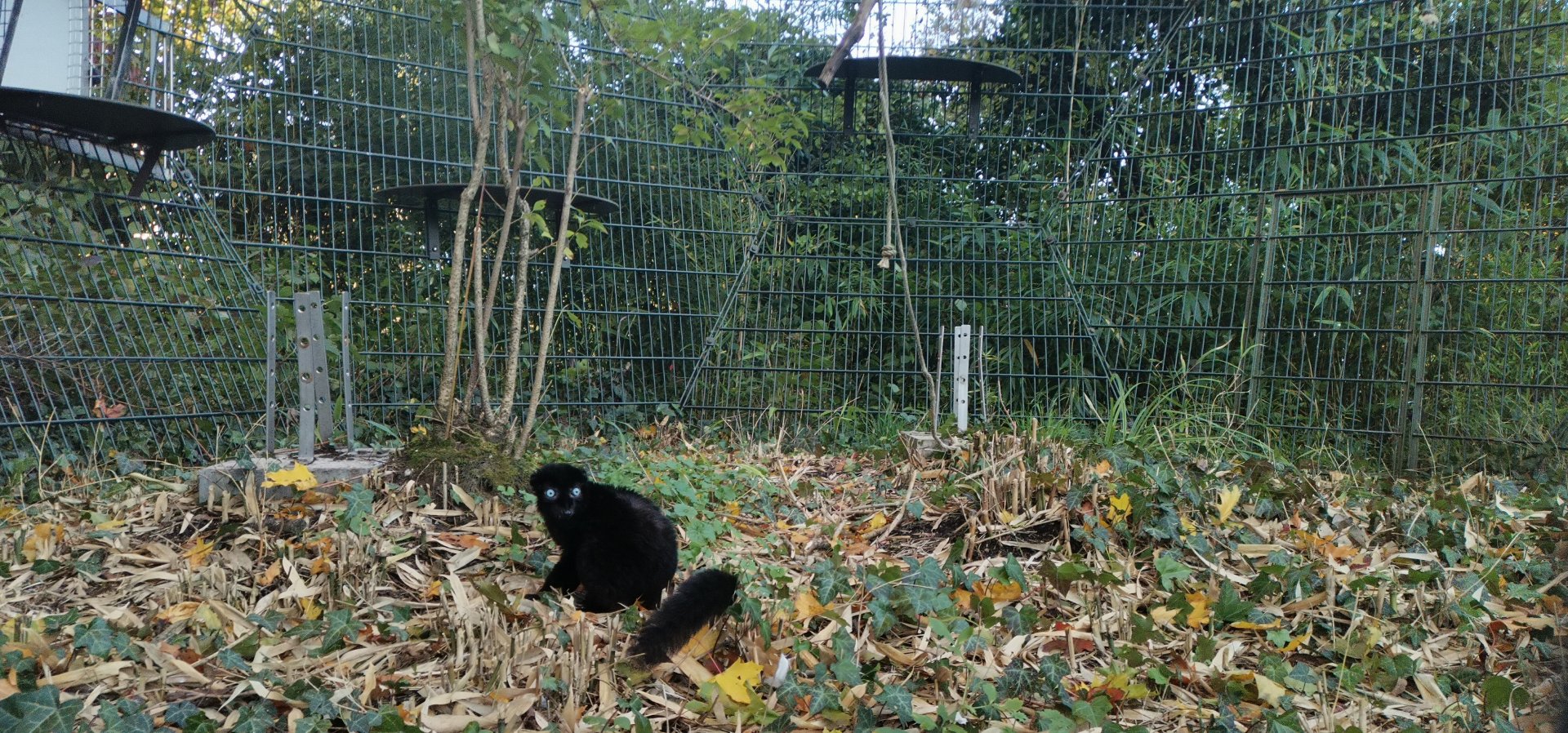 Blue-eyed Black Lemur