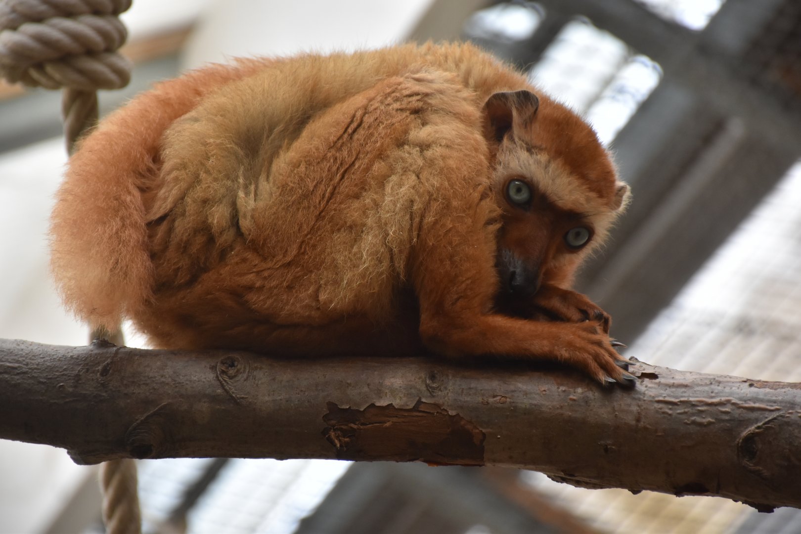 Blue-eyed black lemur