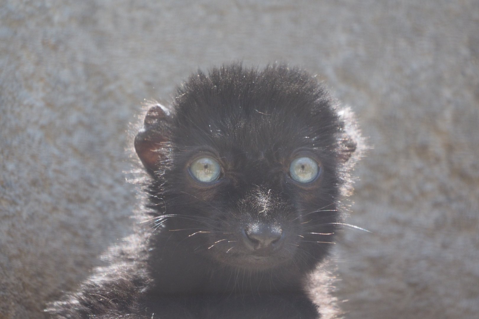 Blue-eyed black lemur