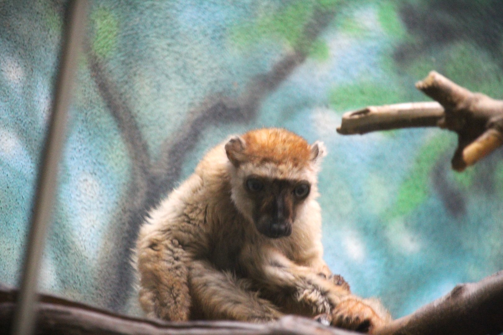 Blue-eyed Black Lemur
