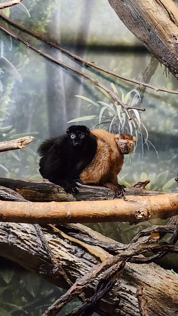 Blue Eyed Black Lemur