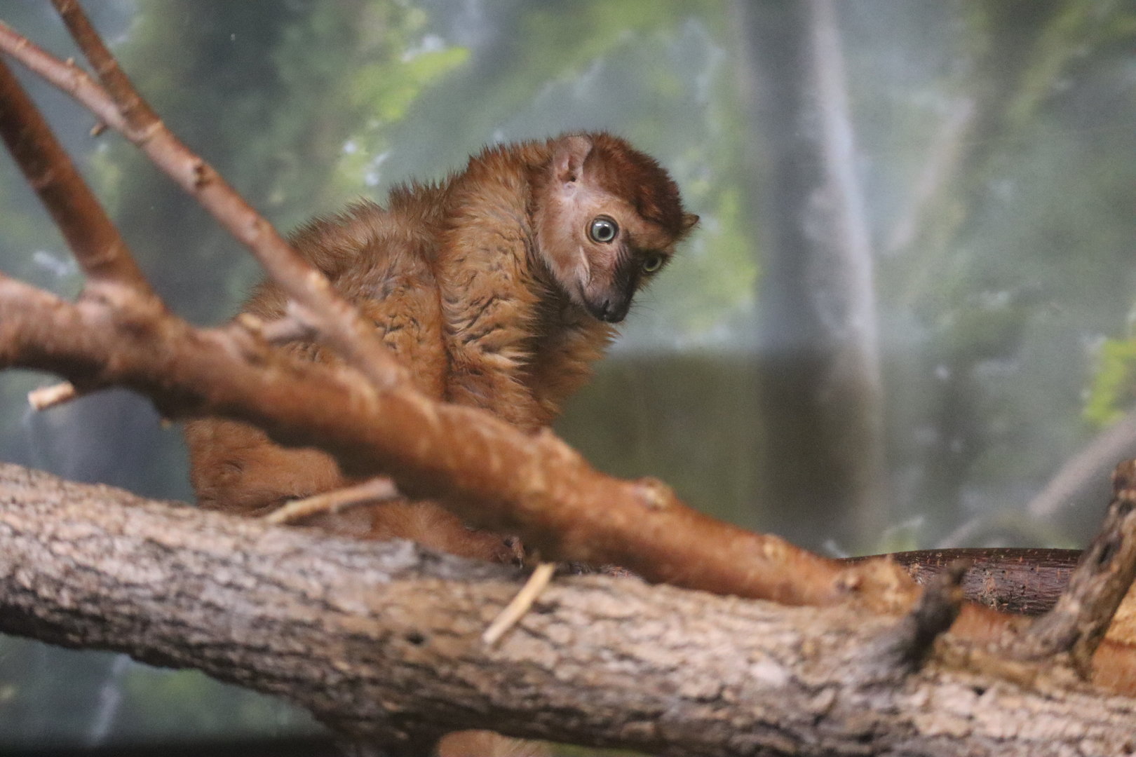 Blue Eyed Black Lemur