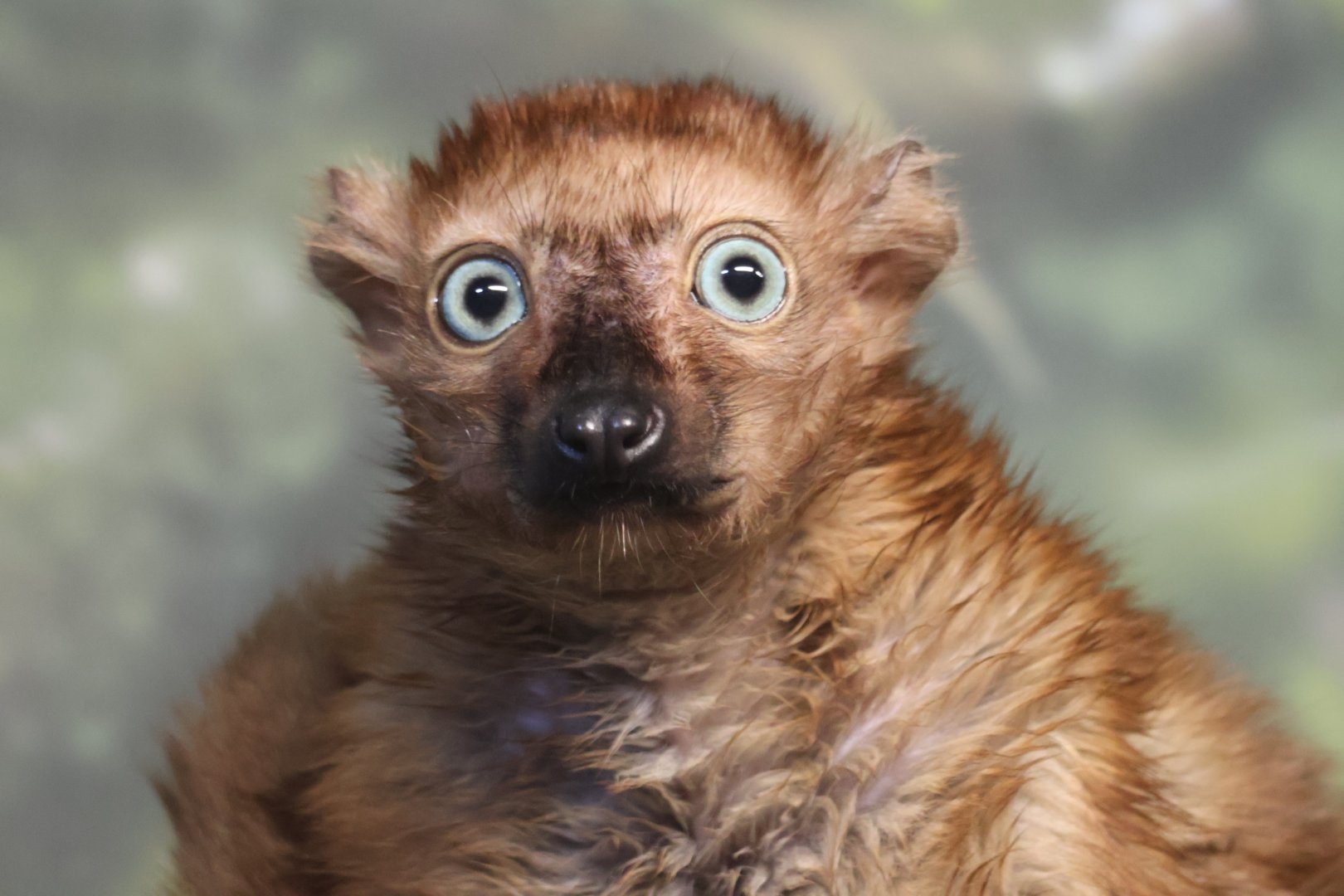 Blue Eyed Black Lemur