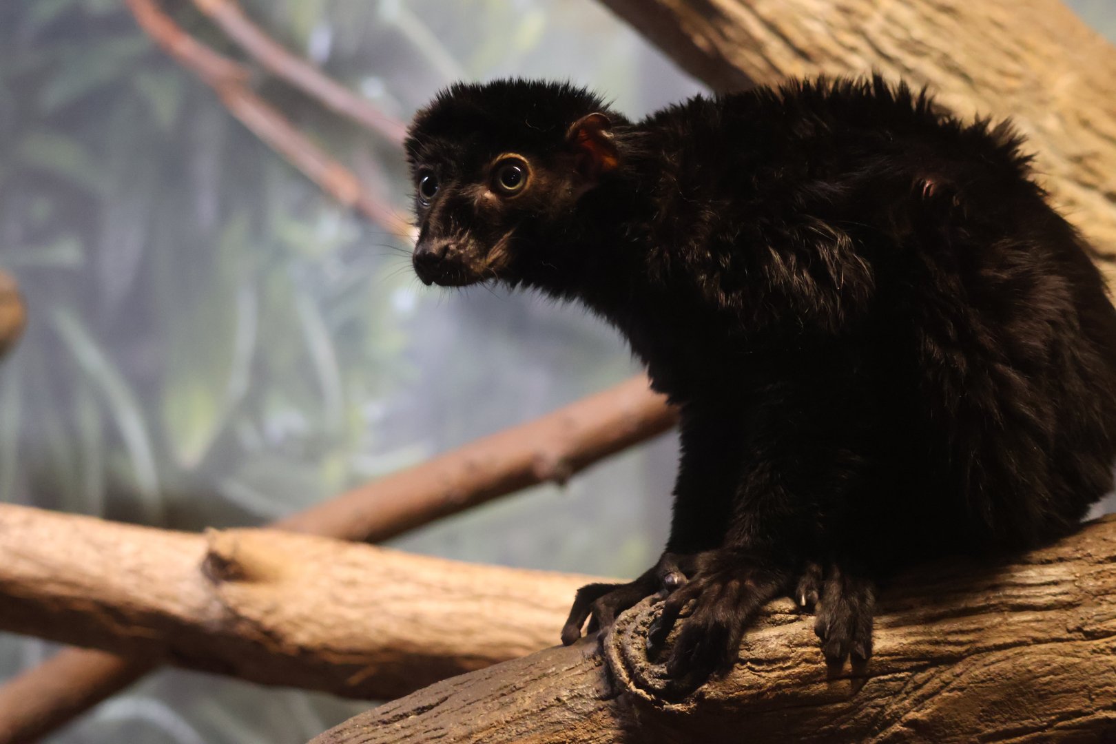 Blue Eyed Black Lemur