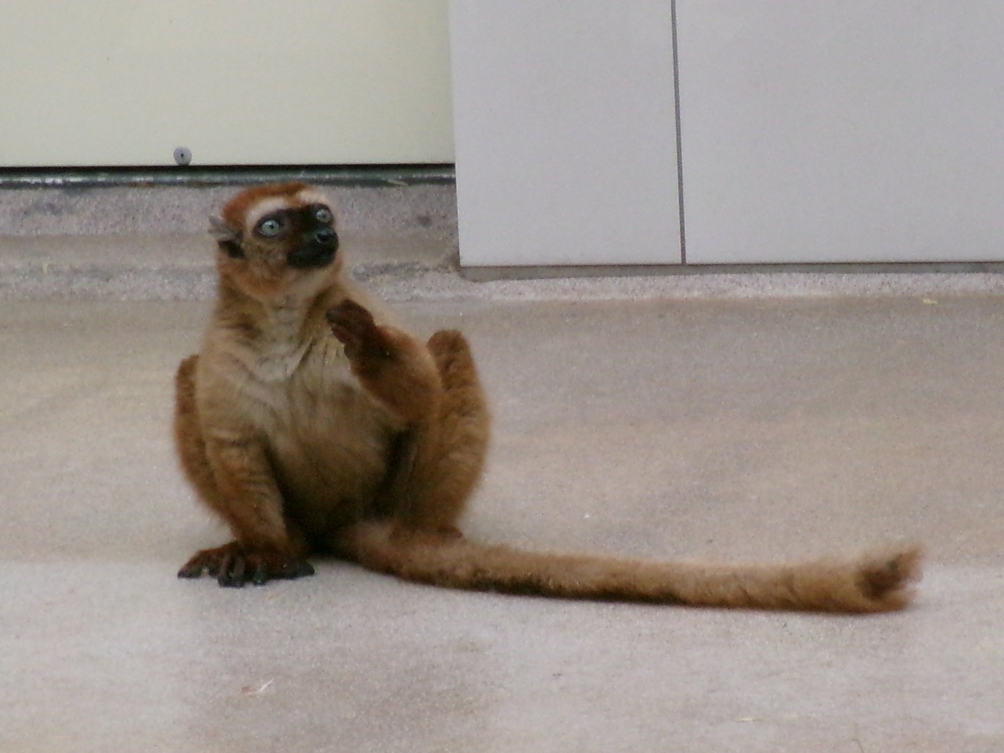 Blue-eyed black lemur
