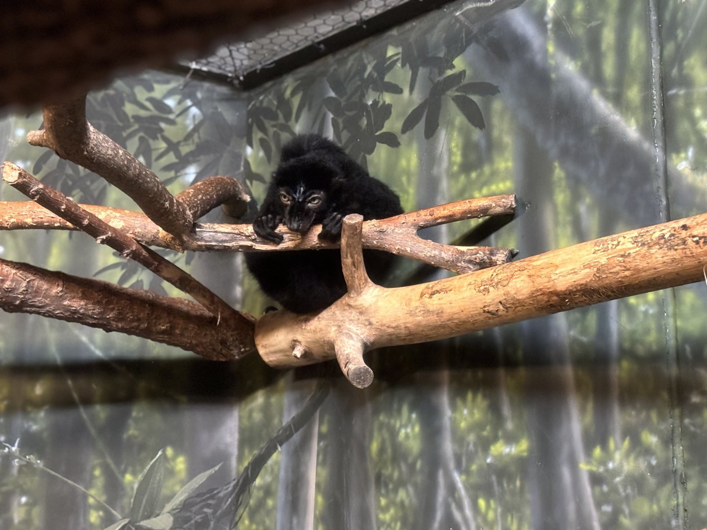 Blue Eyed Black Lemur