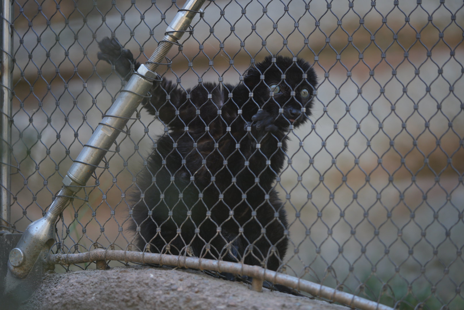 Blue-eyed Black Lemur