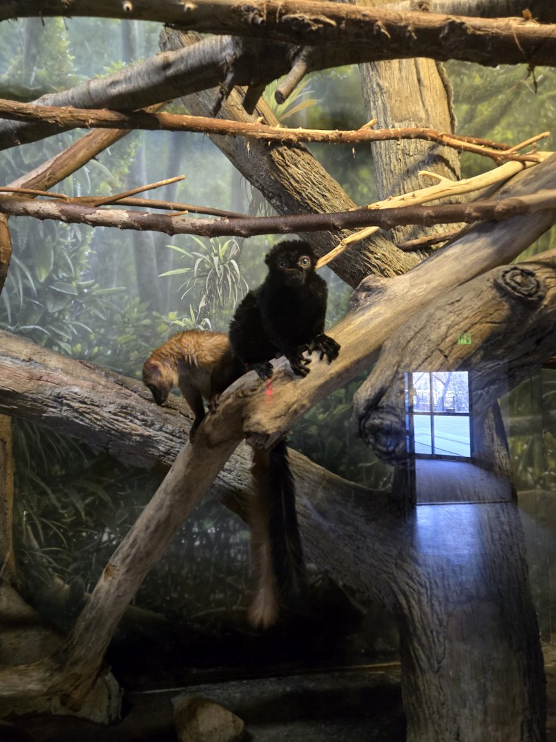 Blue Eyed Black Lemur