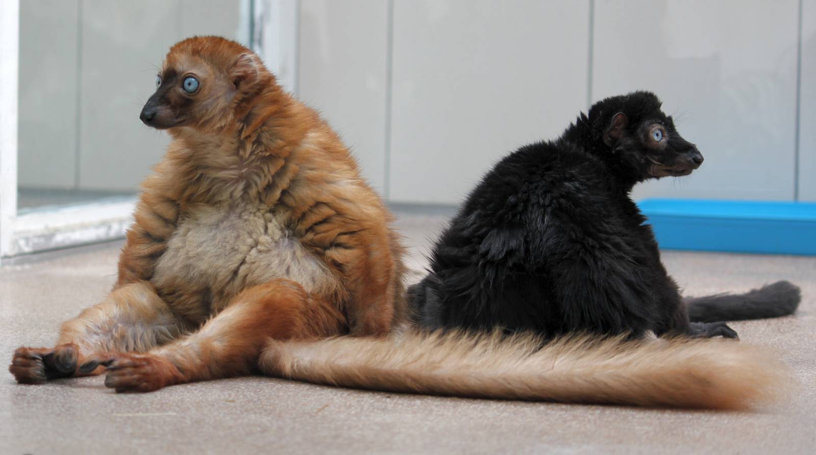 Blue-eyed Black Lemur