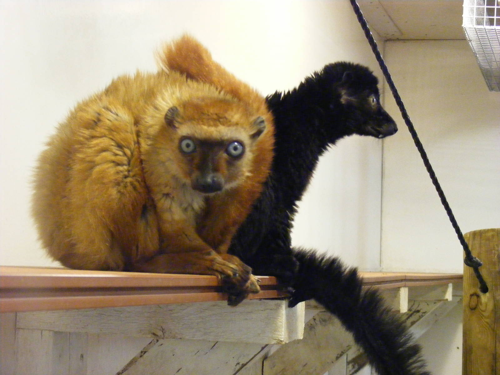 Blue-eyed black lemurs at Colchester Zoo, 17 September 2010