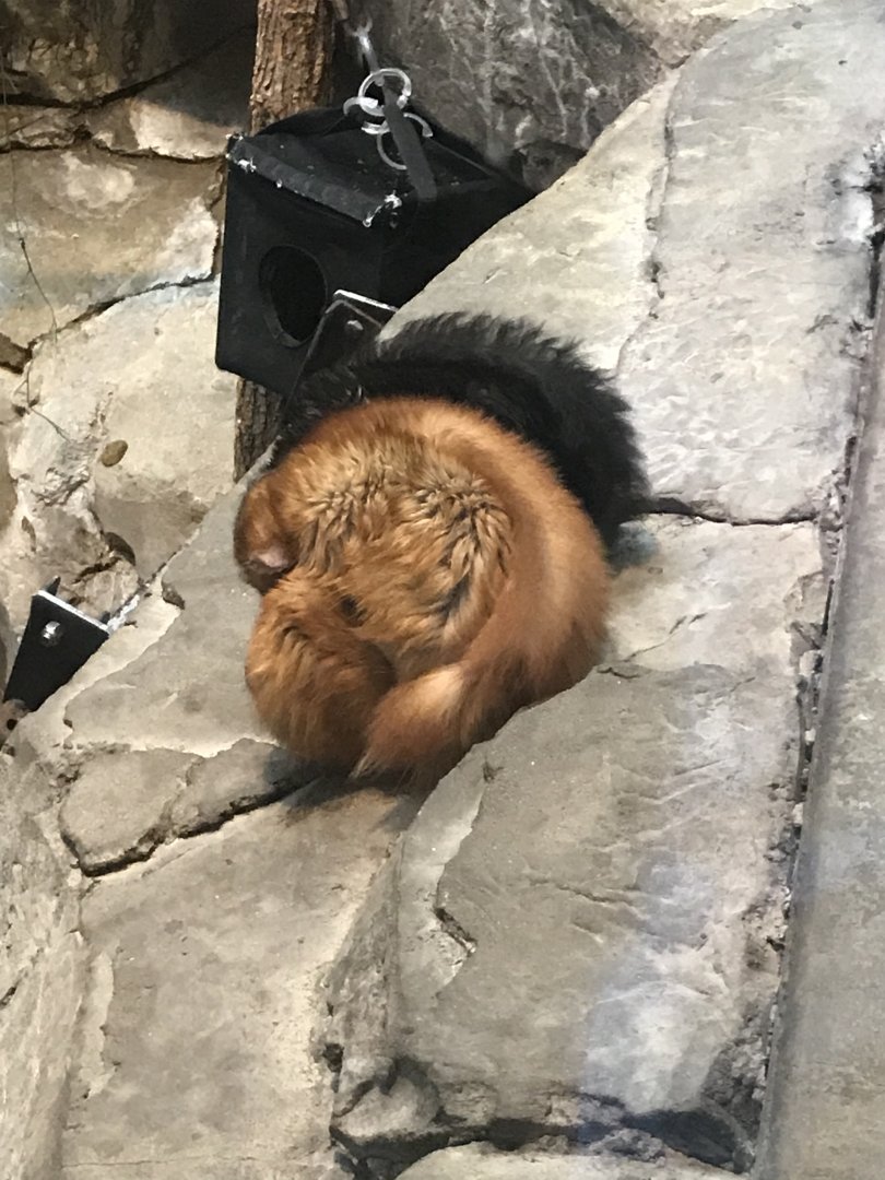 Blue eyed black lemurs sleeping