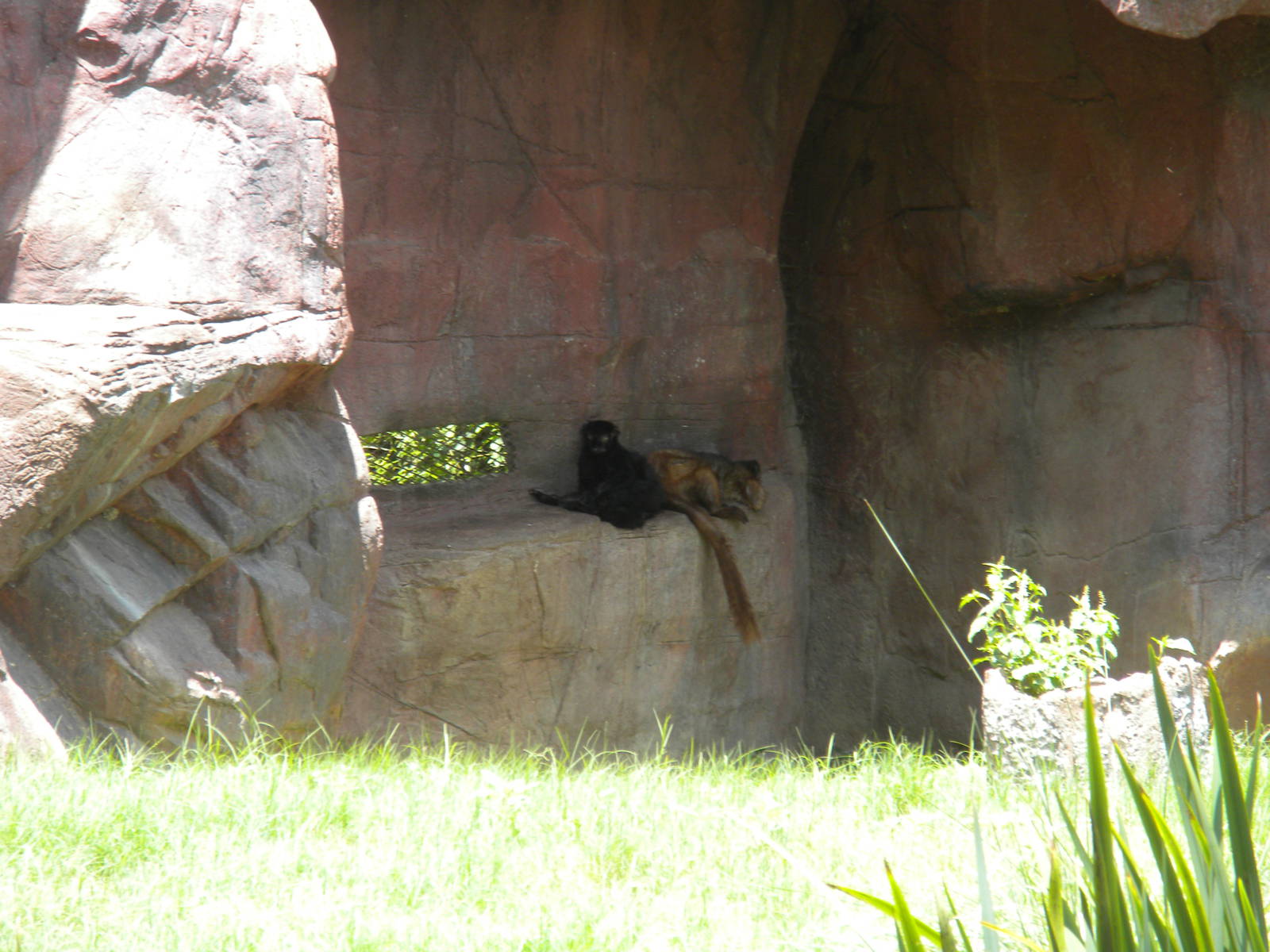 Blue-Eyed Black Lemurs