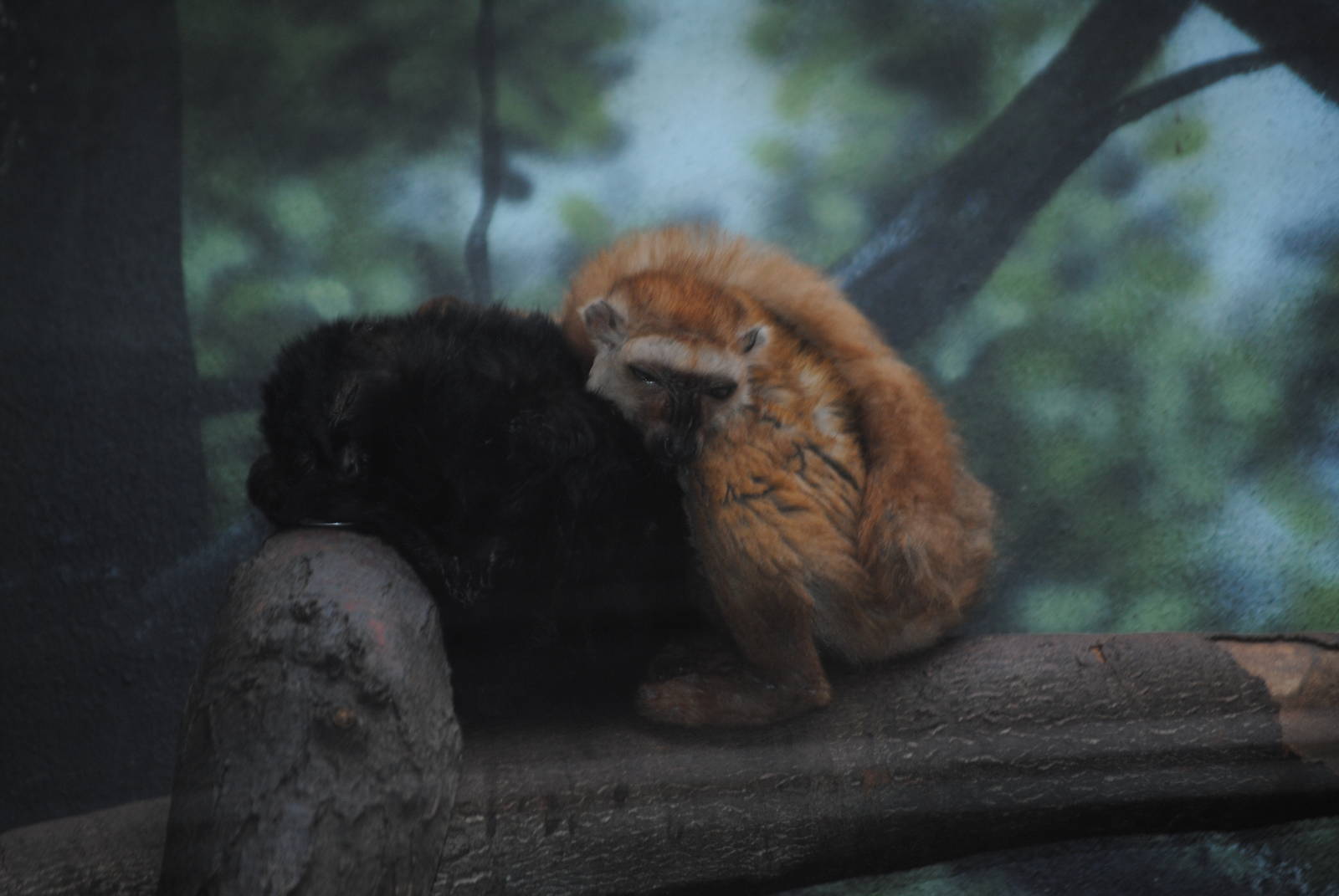 Blue-Eyed Black Lemurs