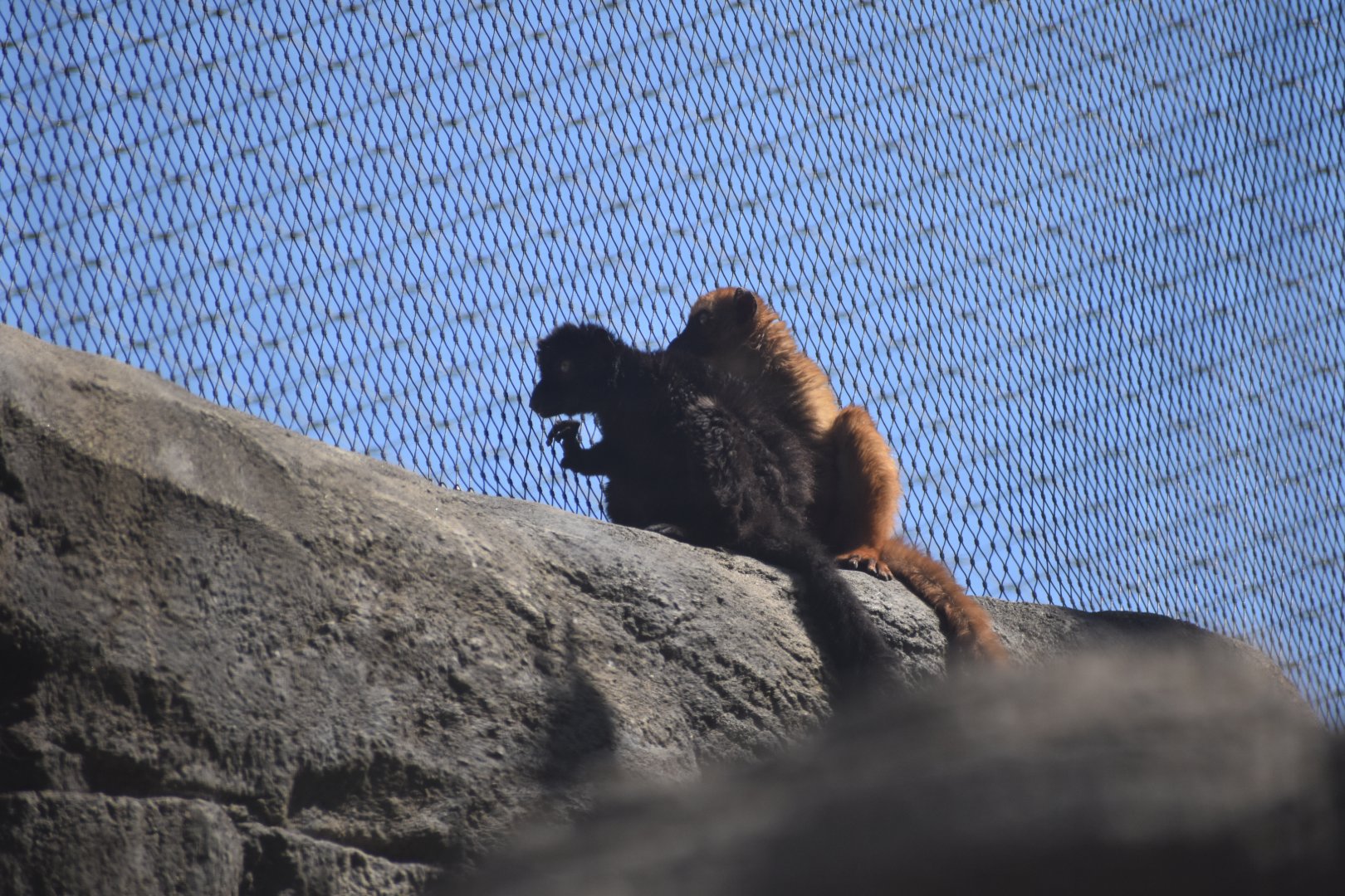 Blue-eyed Black Lemurs