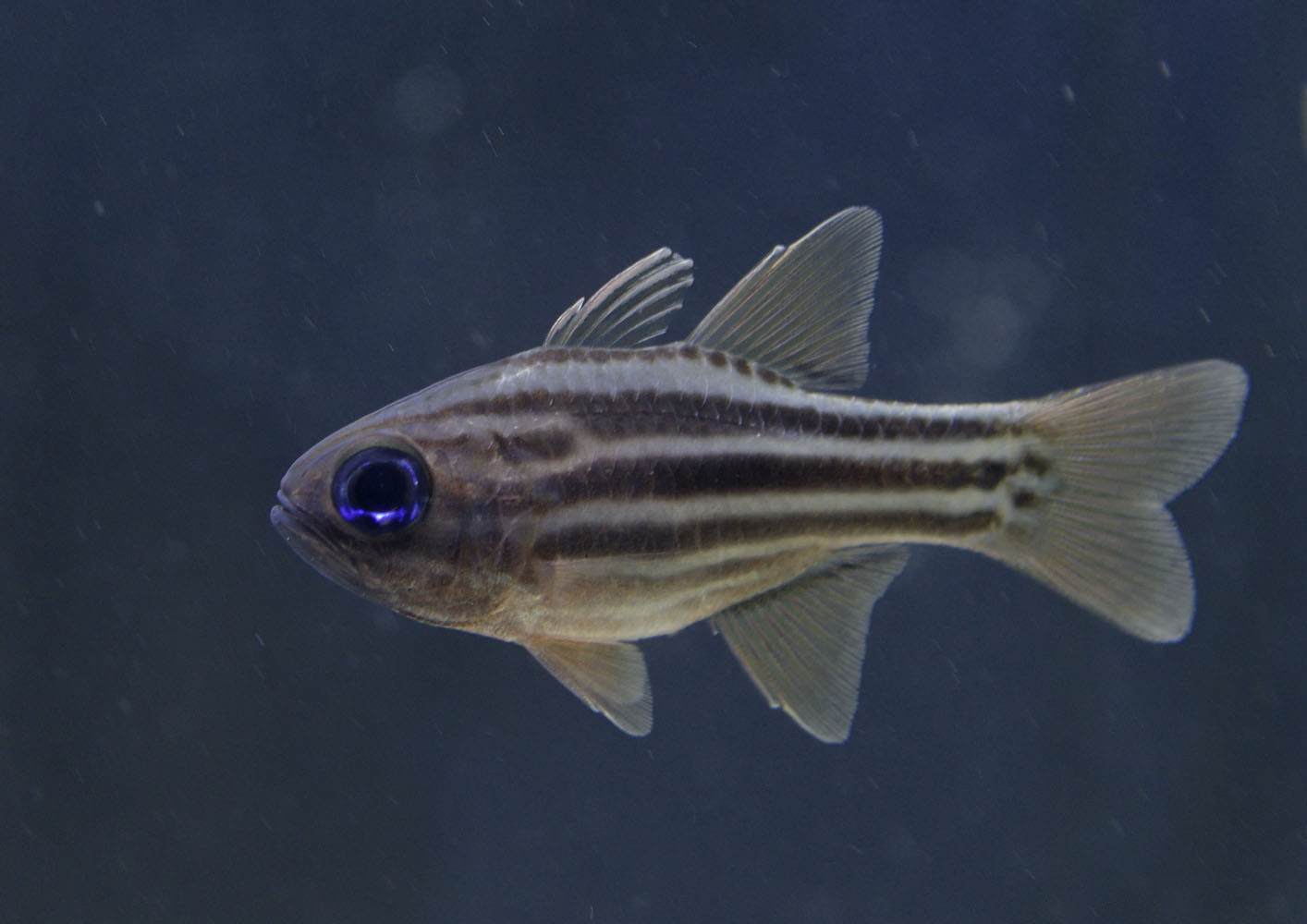 Blue-eyed cardinalfish