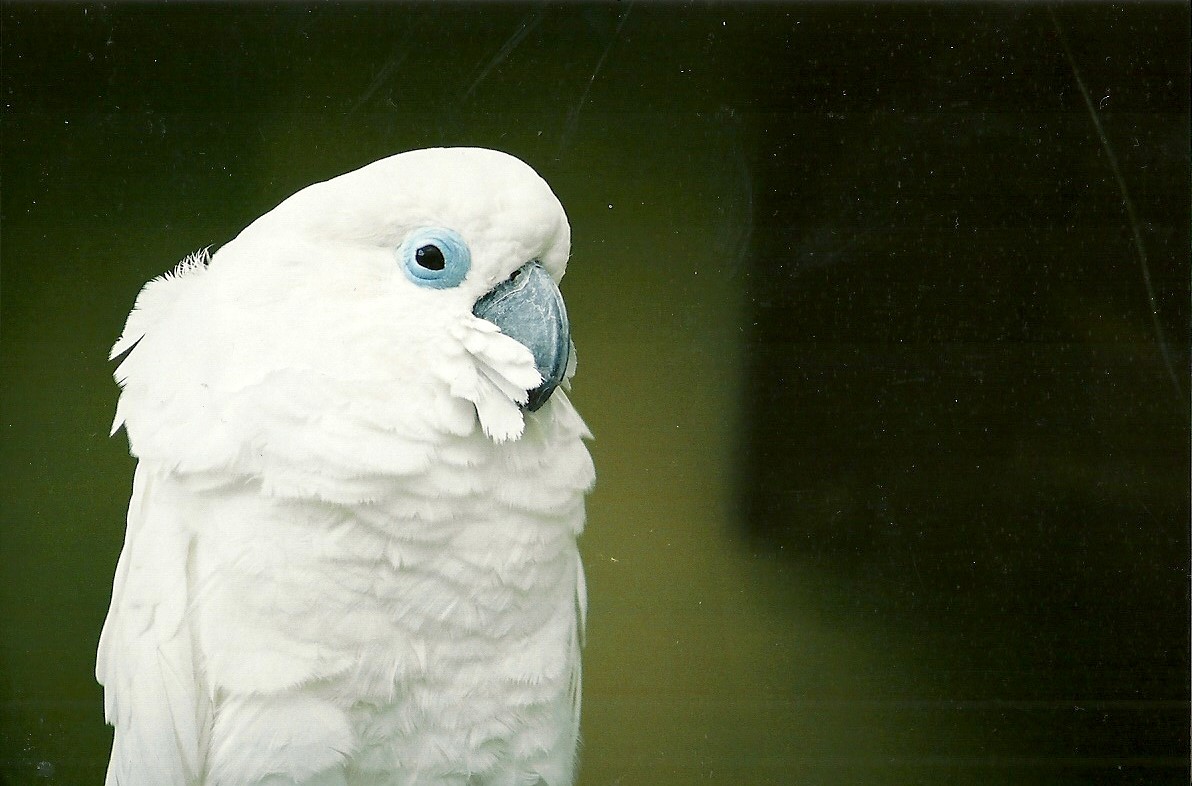 Blue-eyed Cockatoo, 23rd March 2004