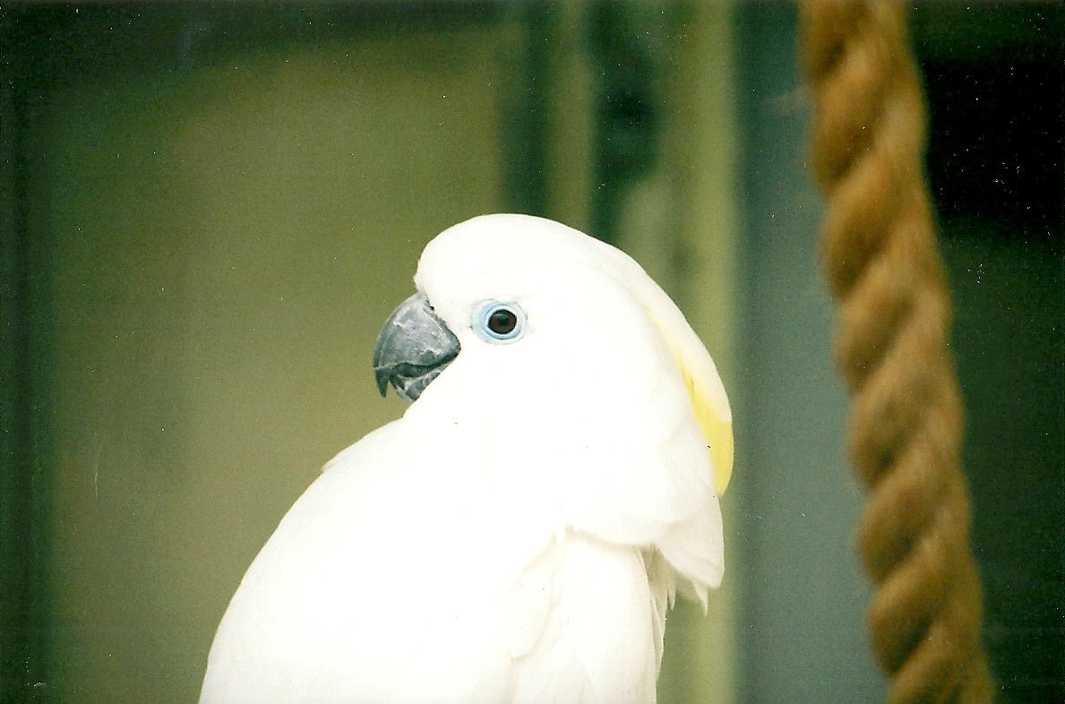 Blue-eyed Cockatoo, 25th October 2004