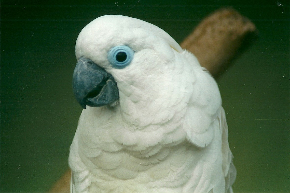 Blue-eyed Cockatoo, 6th March 2000