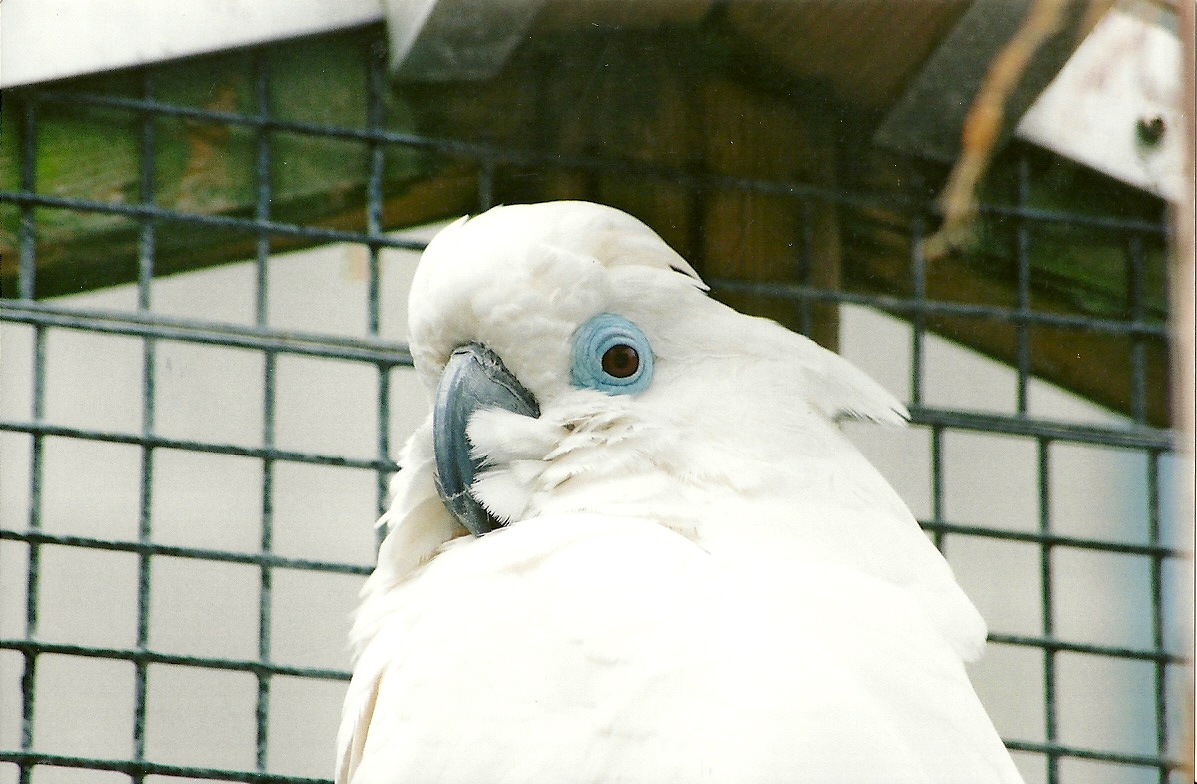 Blue-eyed Cockatoo, 8th September 2009
