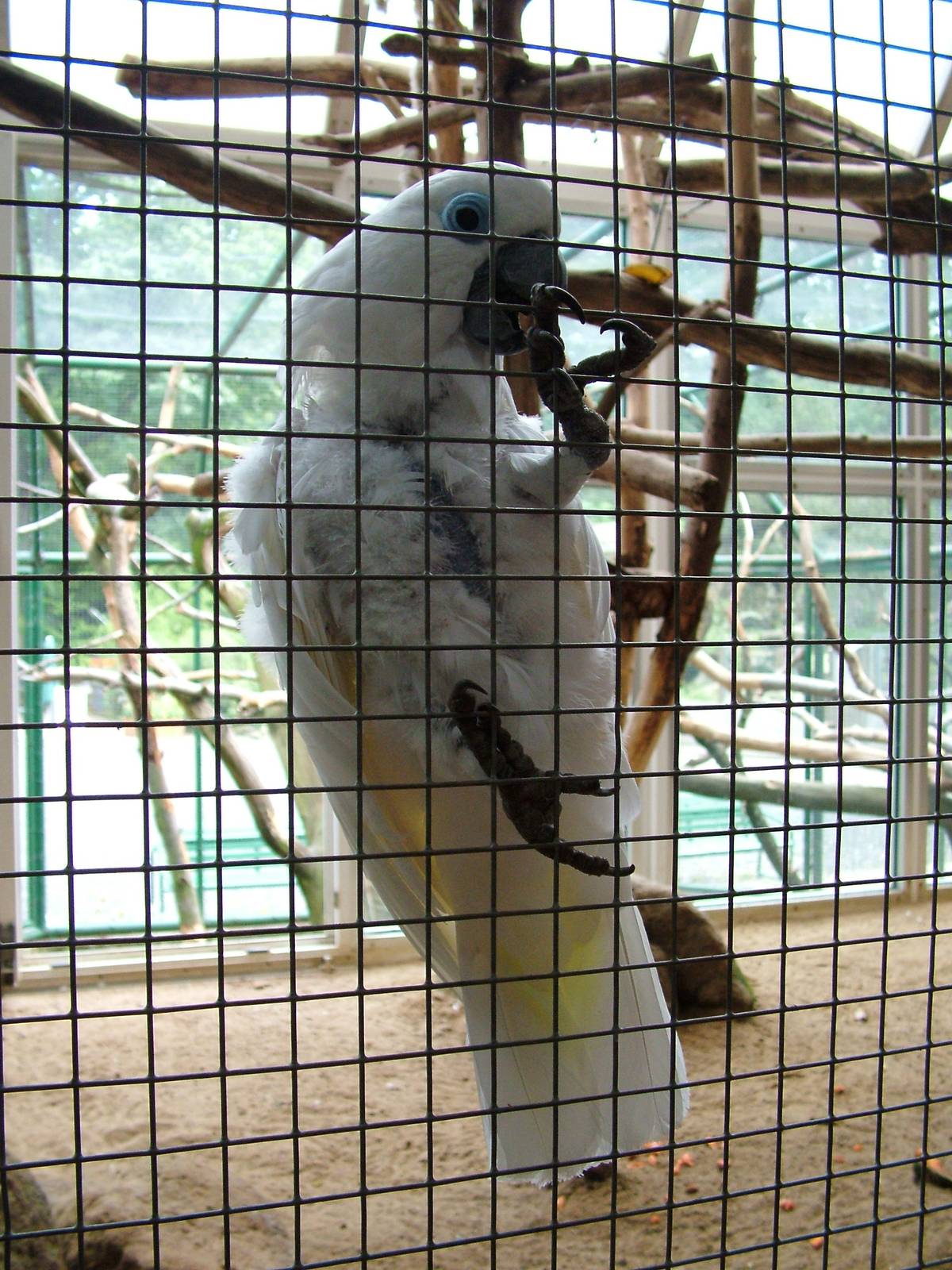 Blue-eyed Cockatoo at Decin, 28/08/12