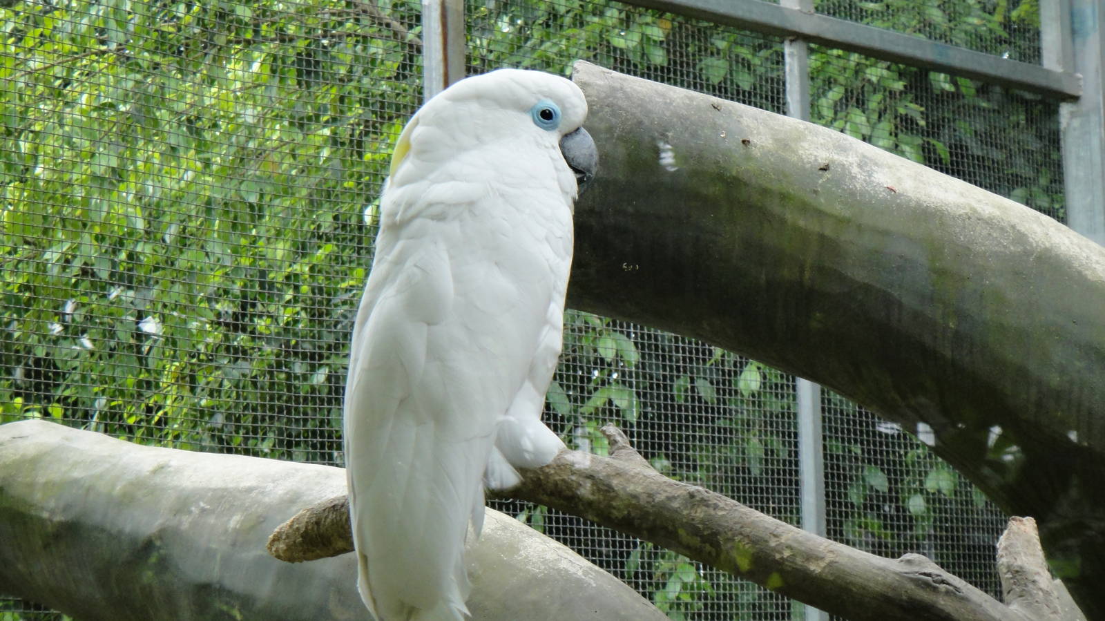 Blue-eyed cockatoo at Nanning zoo 2013-4-27