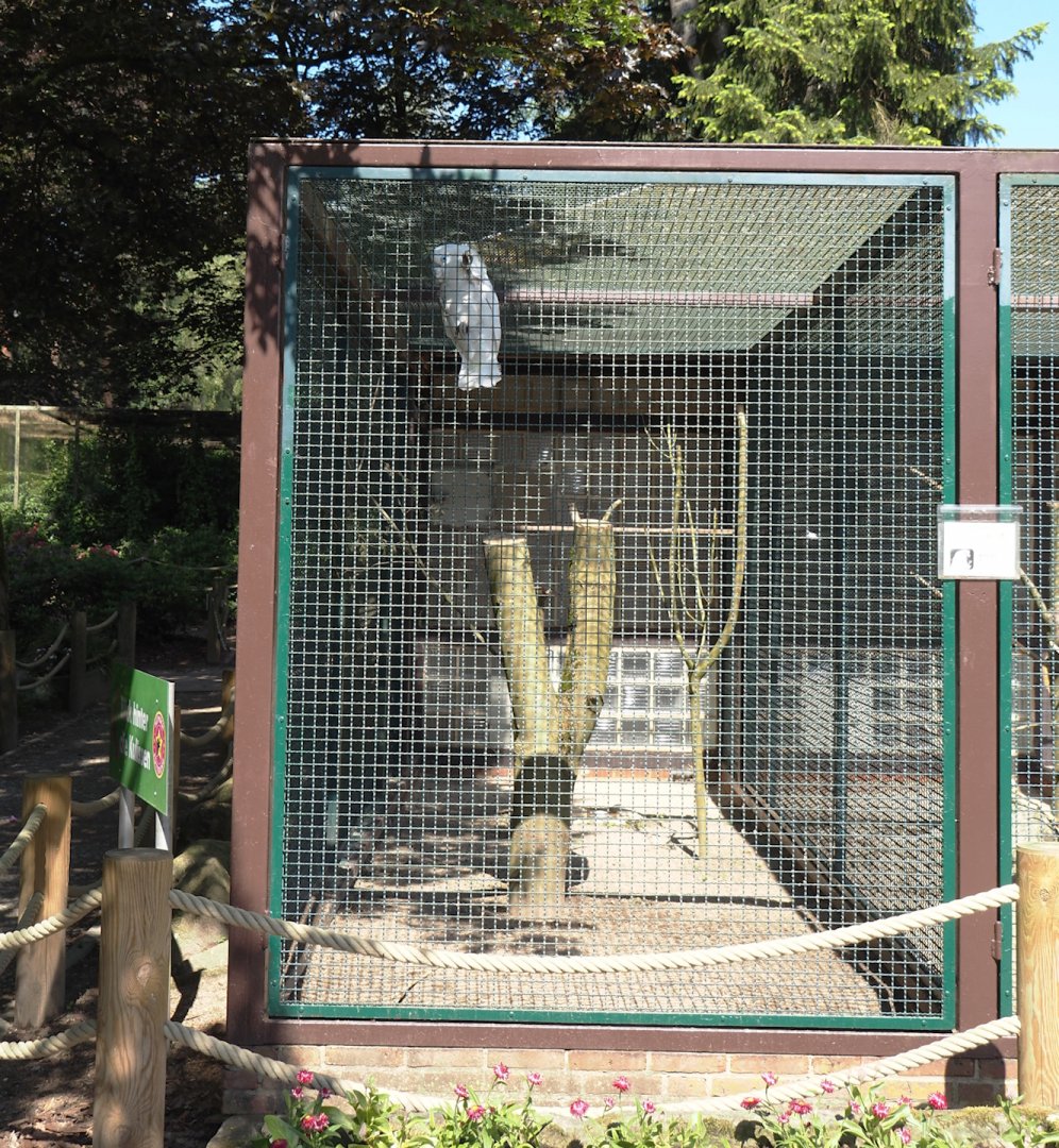 Blue-eyed cockatoo aviary, 2024-05-23