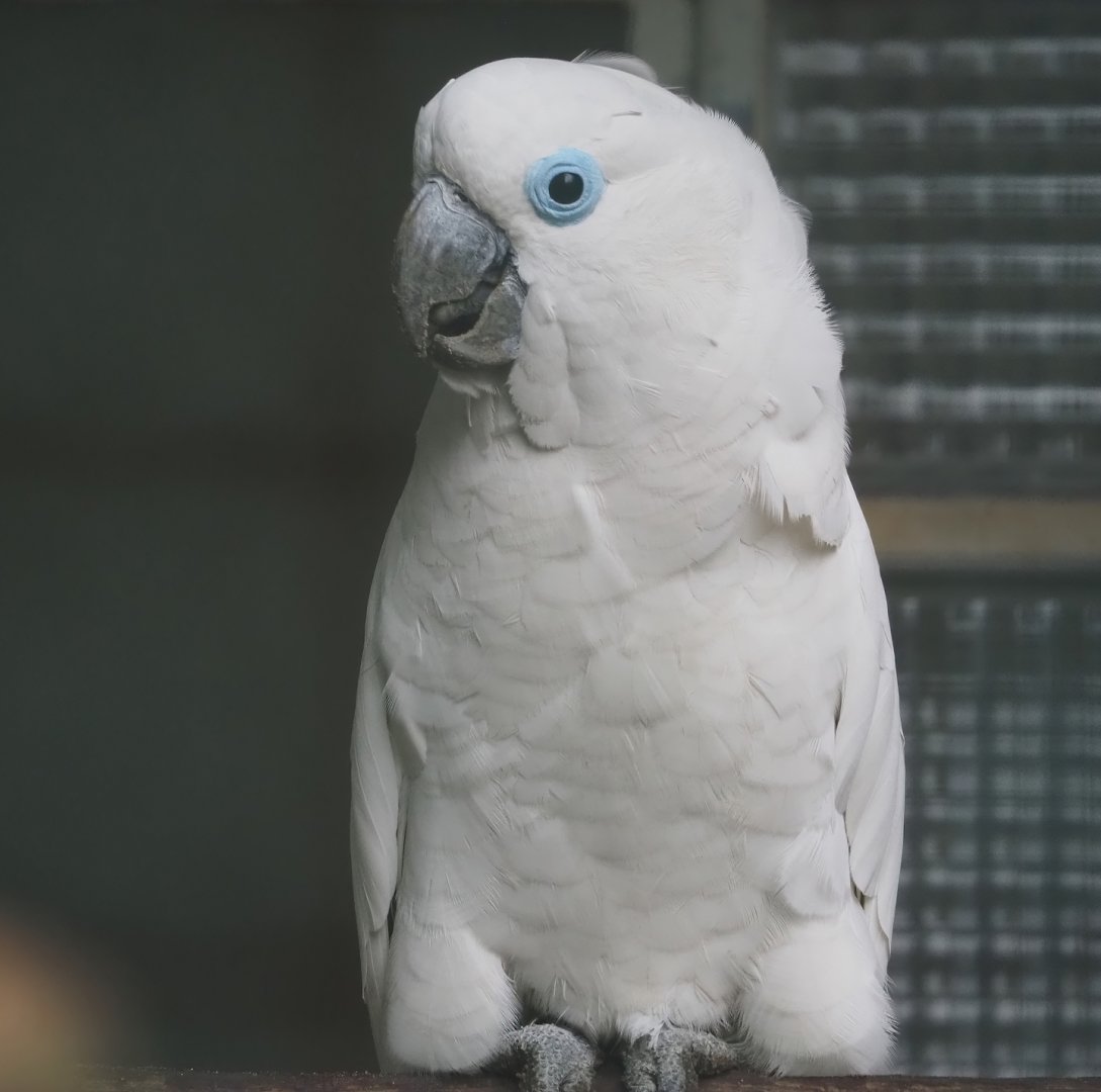 Blue-eyed cockatoo (Cacatua ophthalmica), 2024-05-22