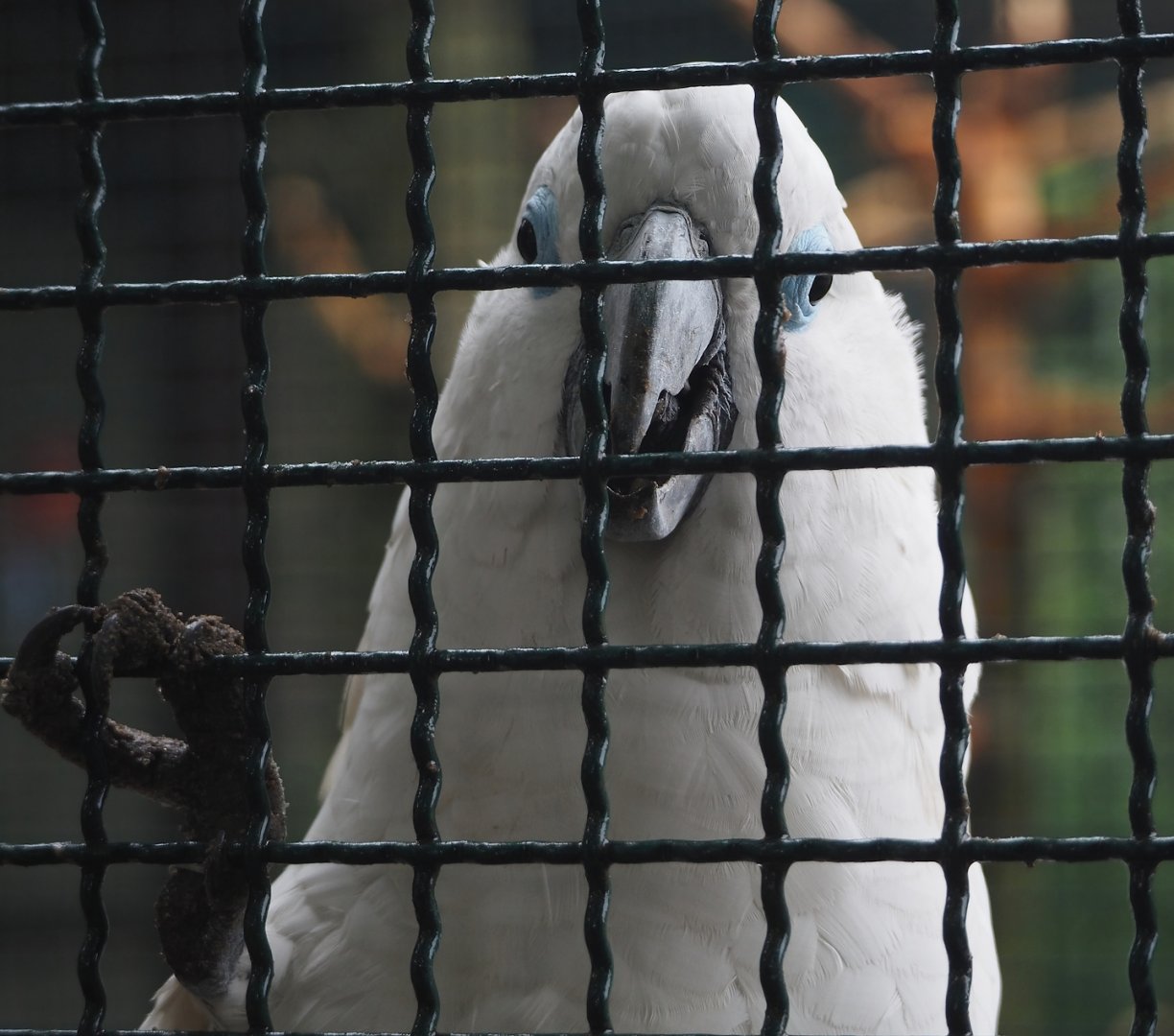 Blue-eyed cockatoo (Cacatua ophthalmica), 2024-05-22