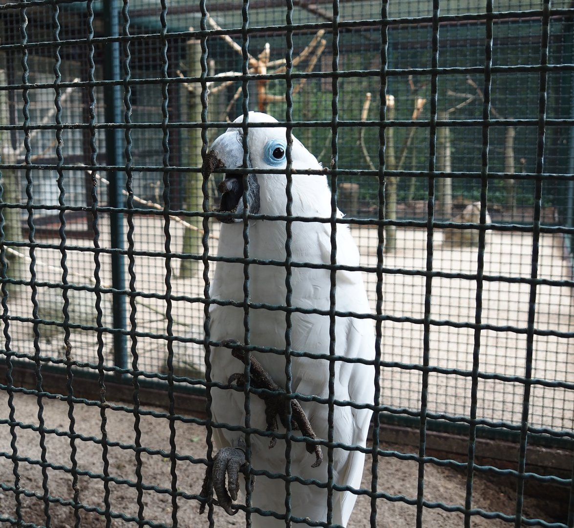 Blue-eyed cockatoo (Cacatua ophthalmica), 2024-05-23