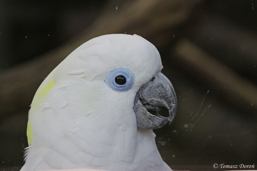 Blue-eyed Cockatoo (Cacatua ophthalmica)