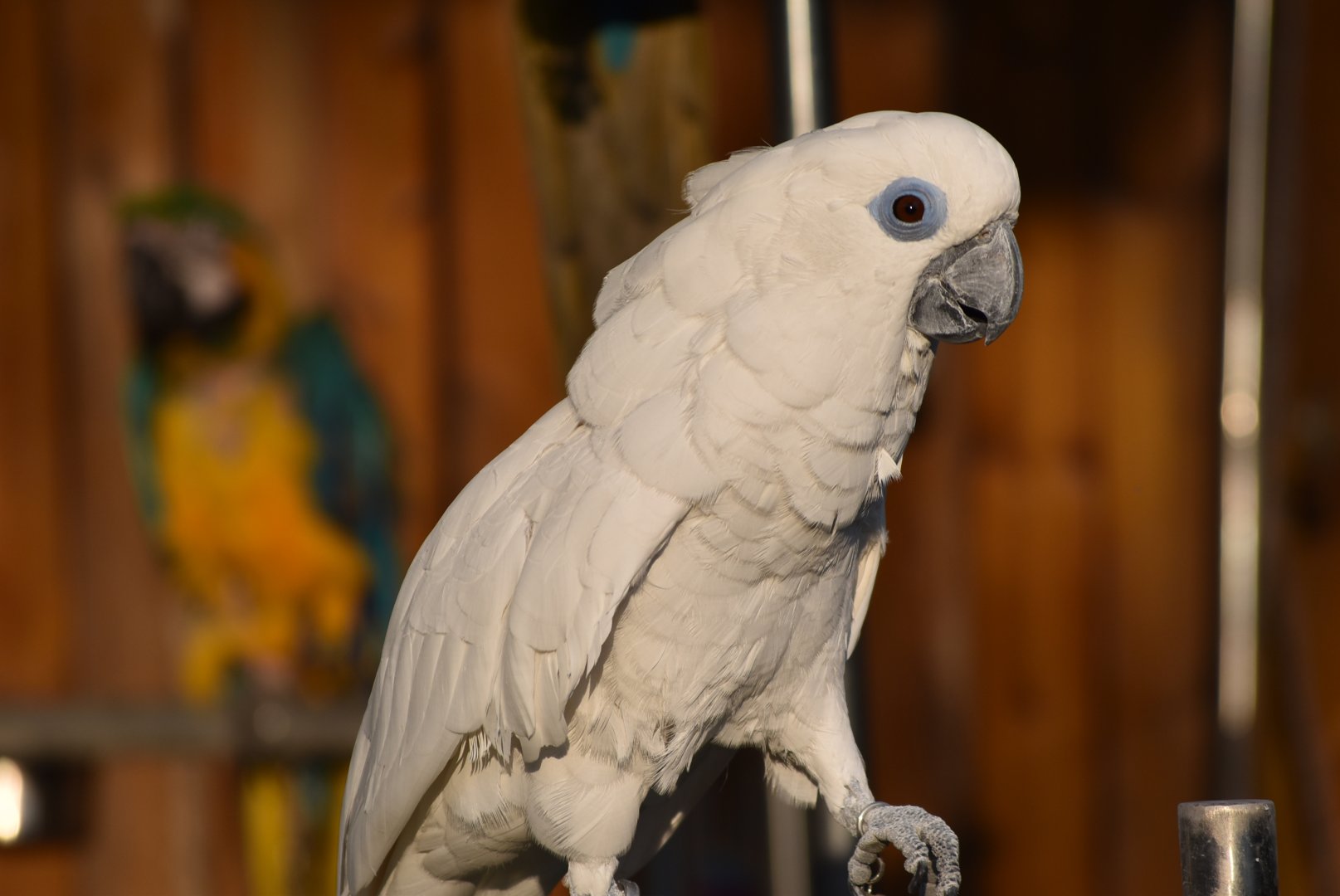blue-eyed cockatoo (Cacatua ophthalmica)