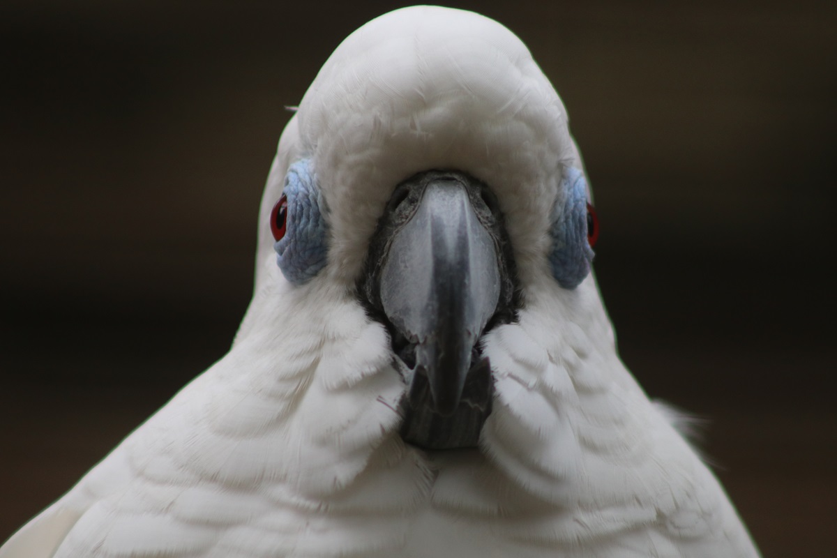 Blue-eyed Cockatoo (Cacatua ophthalmica)