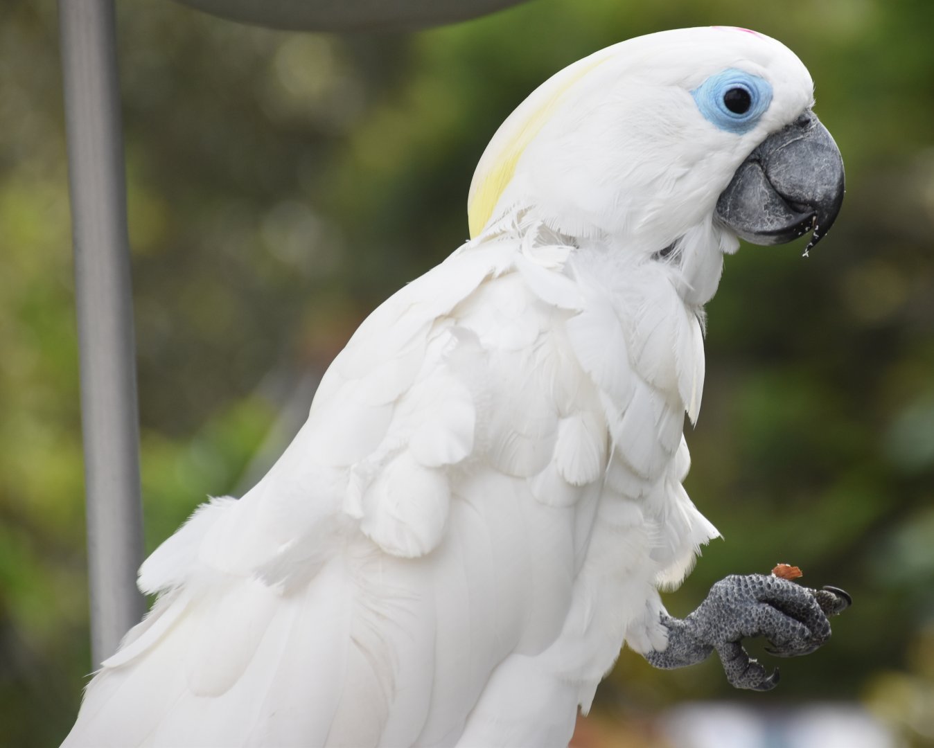 Blue-eyed Cockatoo (Cacatua ophthalmica)