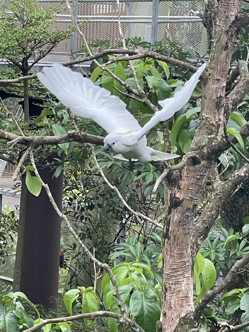 Blue-eyed Cockatoo (Cacatua ophthalmica)