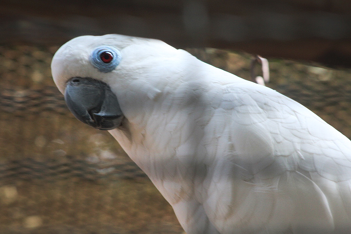 Blue-eyed cockatoo (Cacatua ophthalmica)