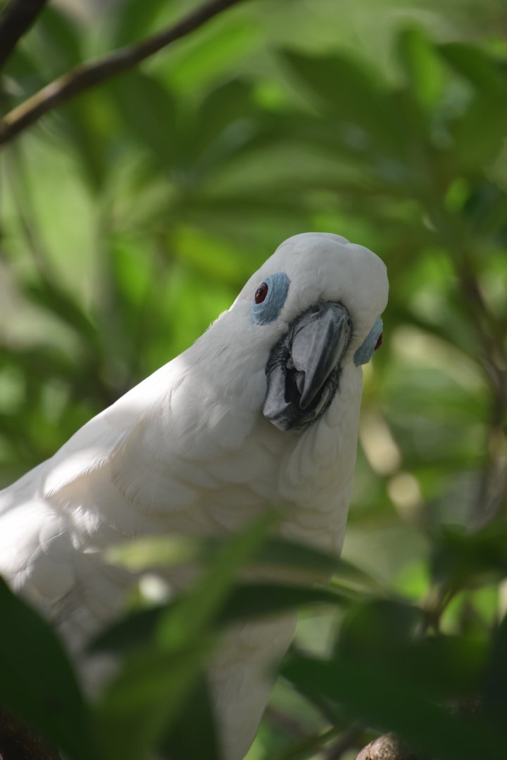 Blue eyed cockatoo, Cacatua opthalmica