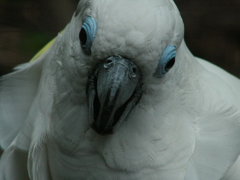 Blue-eyed Cockatoo