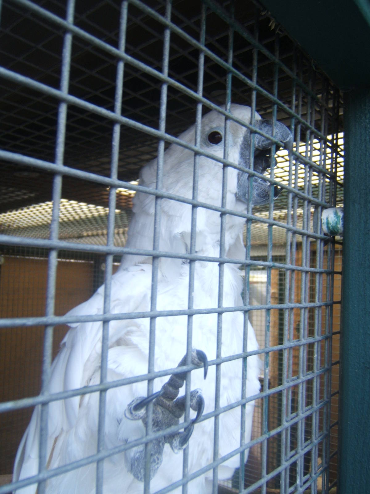 Blue-eyed Cockatoo