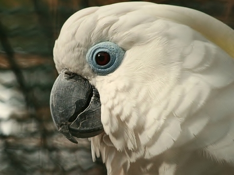 Blue-eyed Cockatoo
