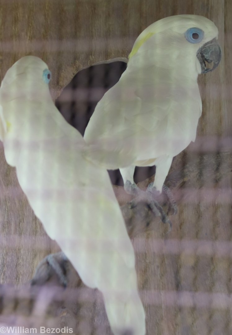 Blue-eyed Cockatoo