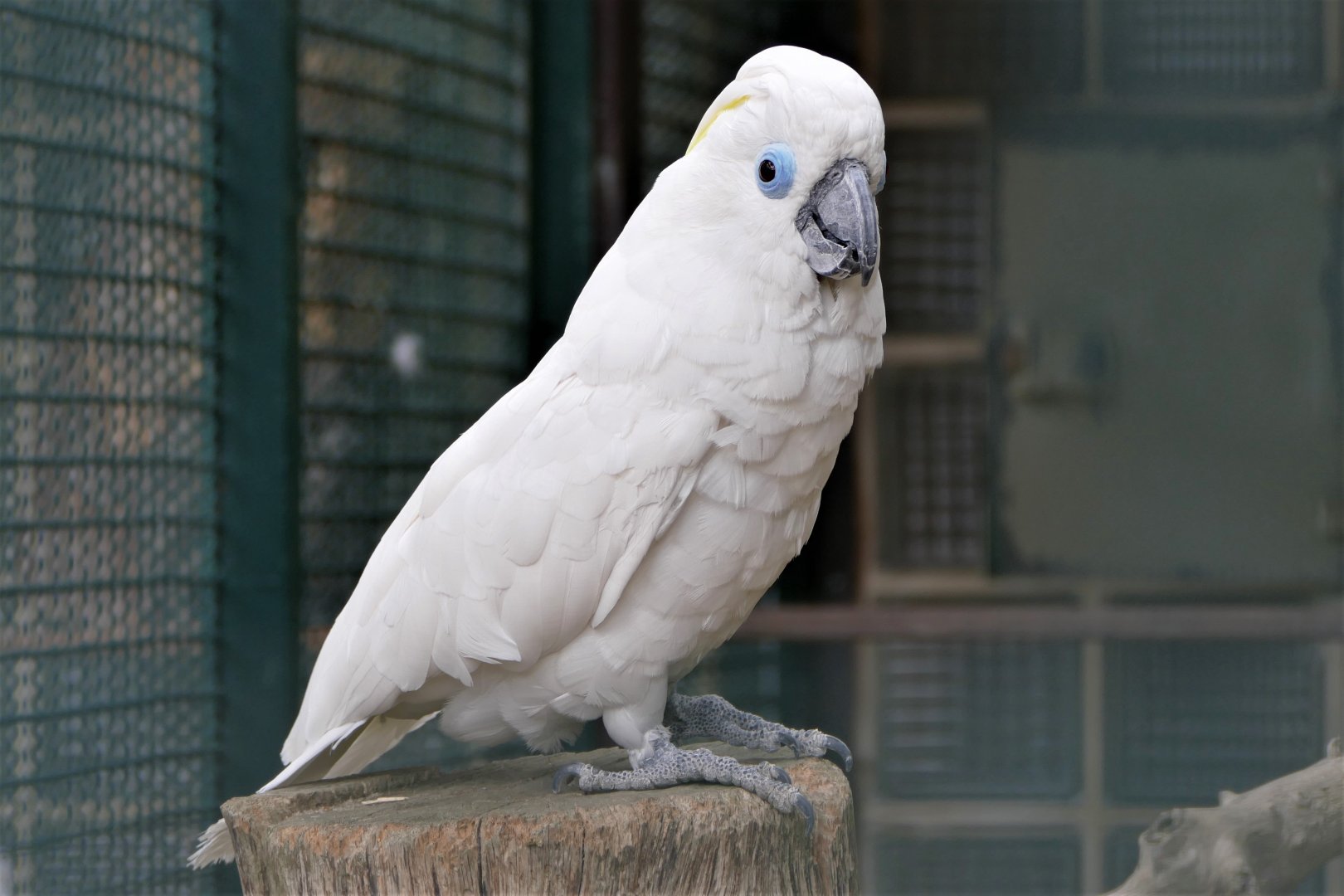 Blue-eyed cockatoo