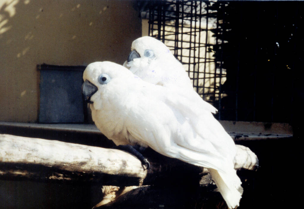 Blue-eyed Cockatoos, Chester Zoo