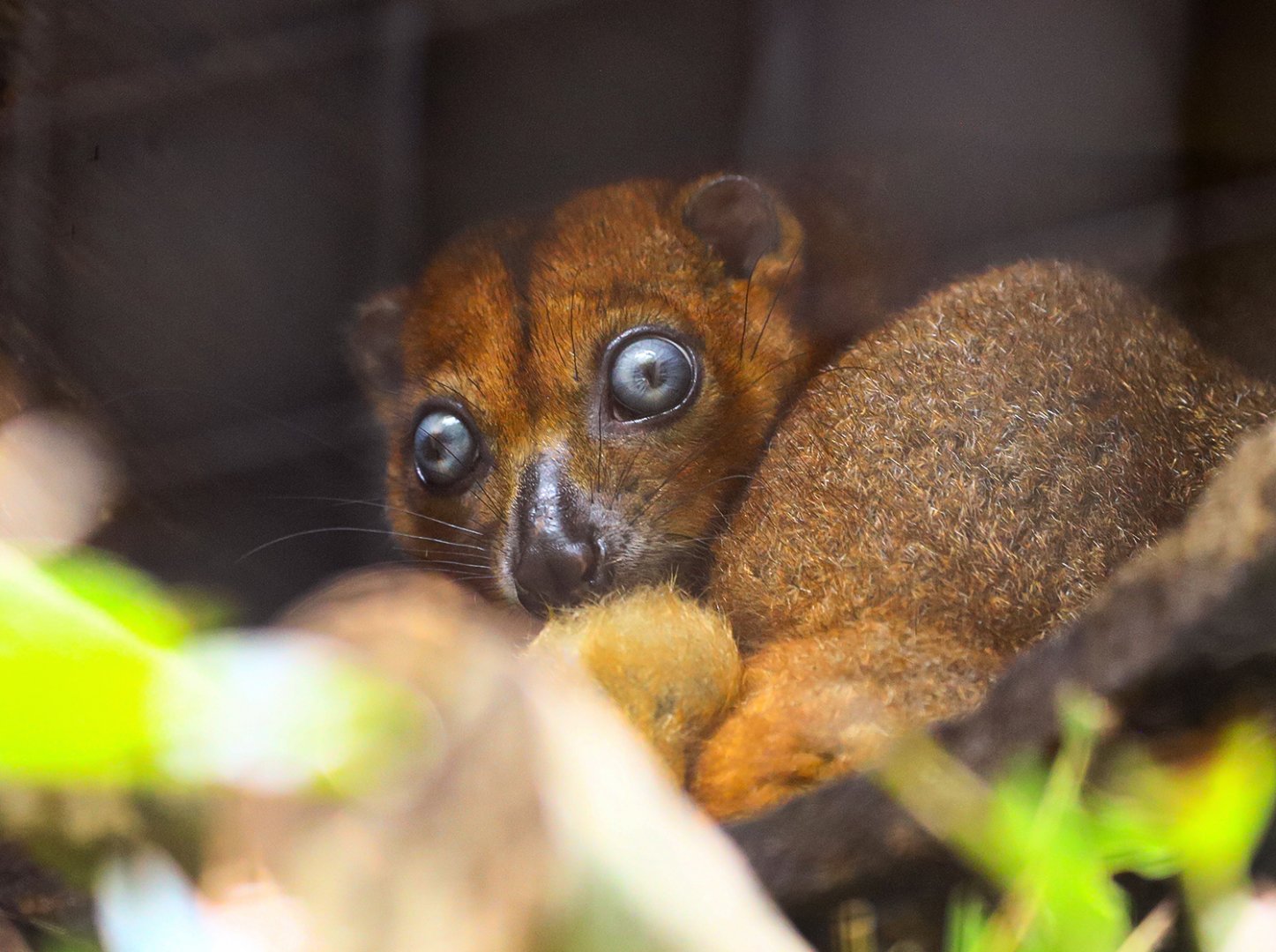 Blue-eyed Cuscus (Phalanger matabiru)