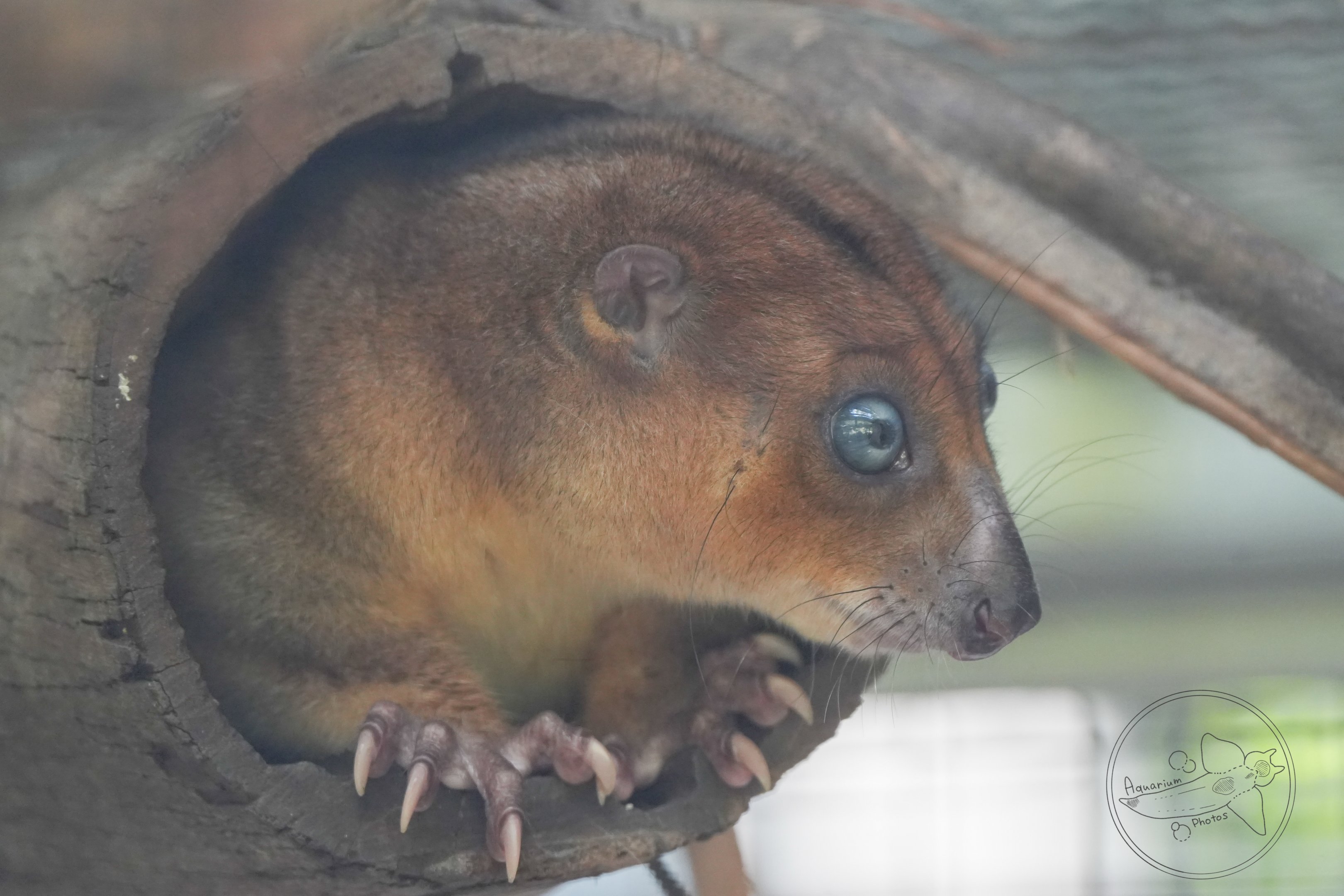 Blue-eyed cuscus (Phalanger matabiru)
