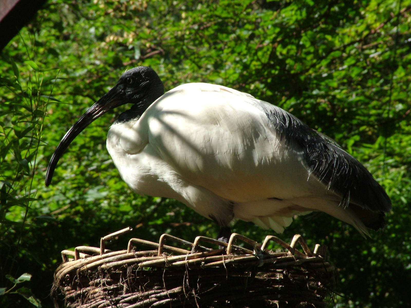 Blue-eyed Ibis (Threskiornis (aethiopicus) bernieri) at Walsrode