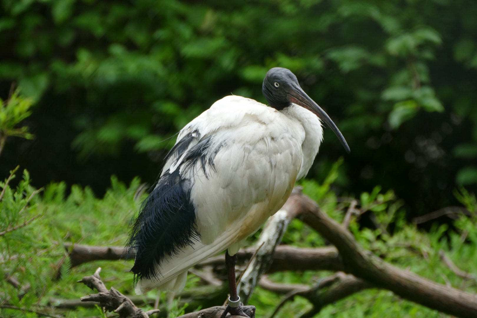 Blue eyed ibis