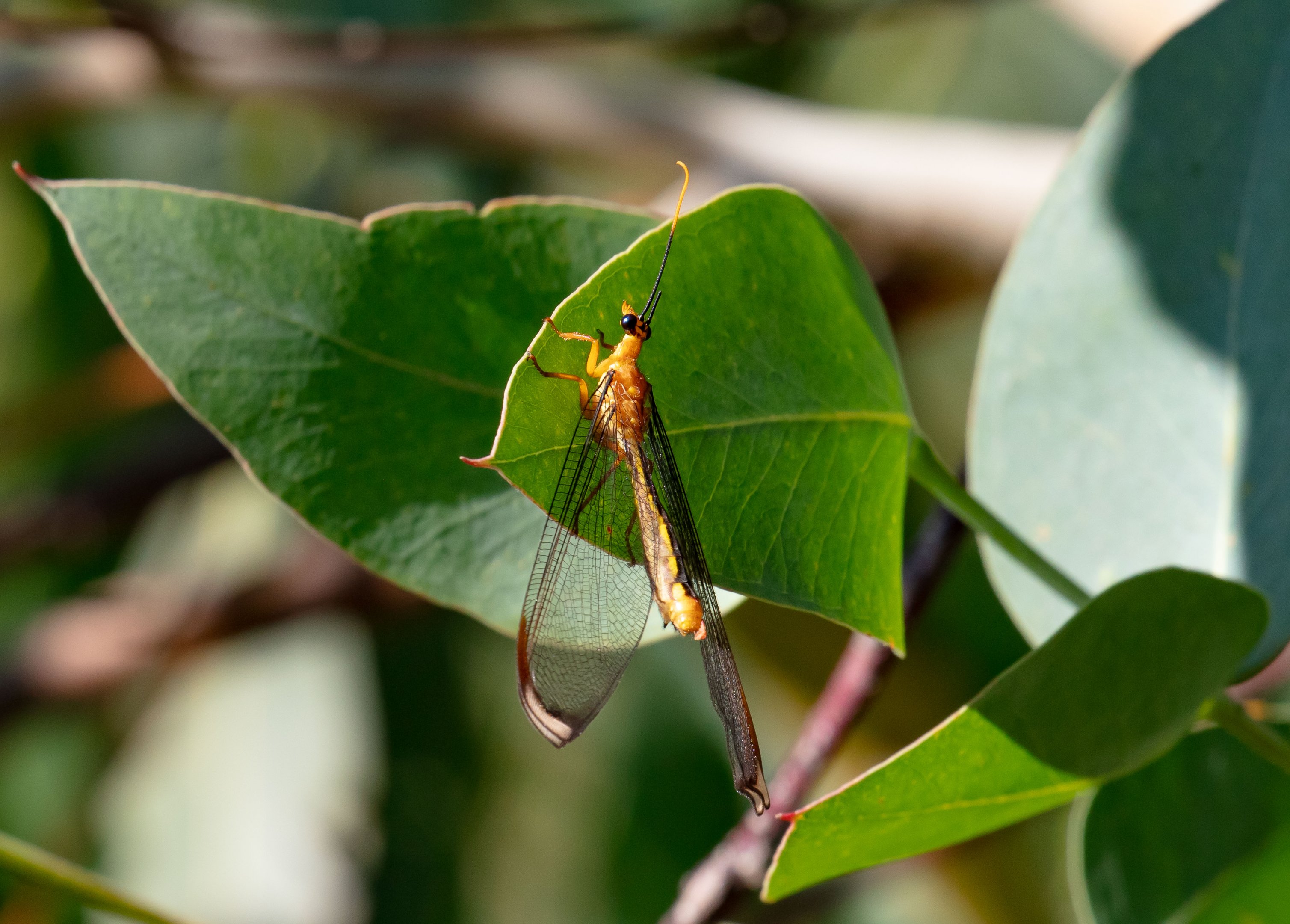 Blue-eyed Lacewing